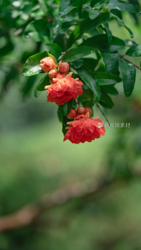 石榴花素材