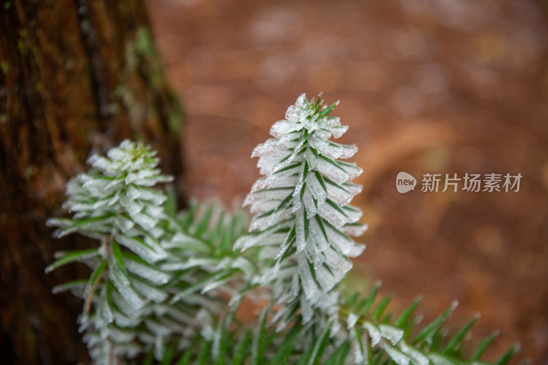 覆冰的绿色松树枝条敕木山雪淞