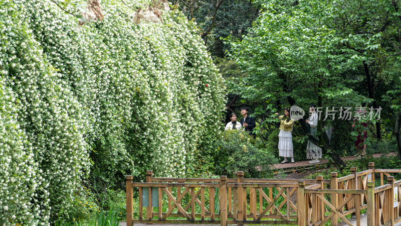 四川省成都植物园的木香花瀑布