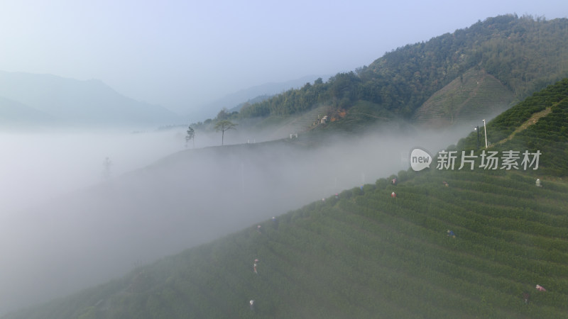 杭州大径山茶园风光