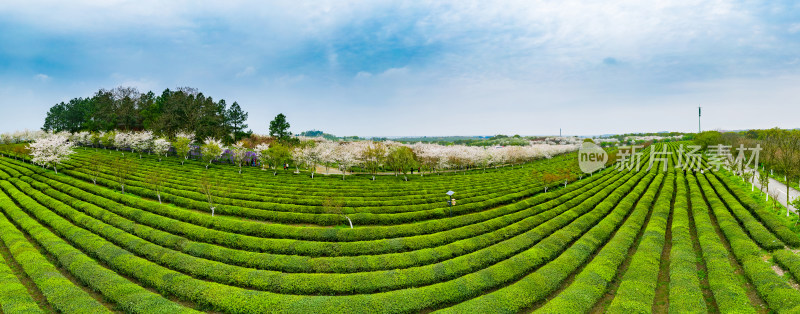 茶园茶山