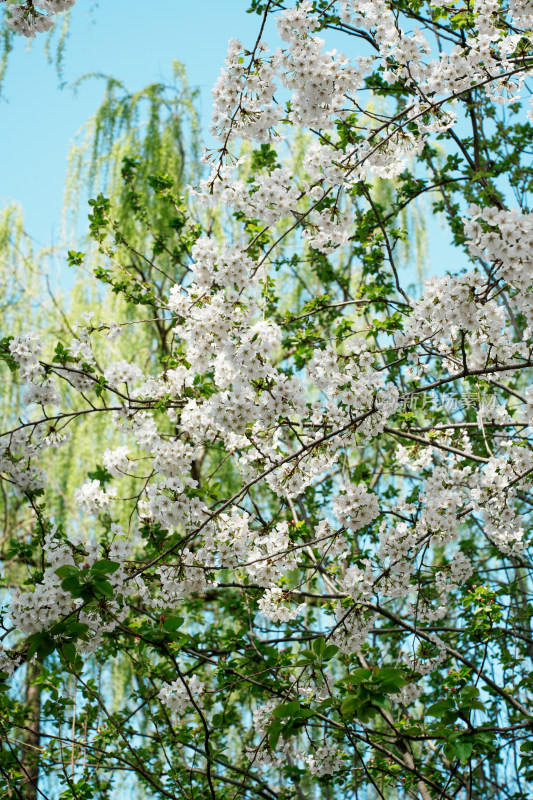 北京玉渊潭公园樱花节樱花树樱花