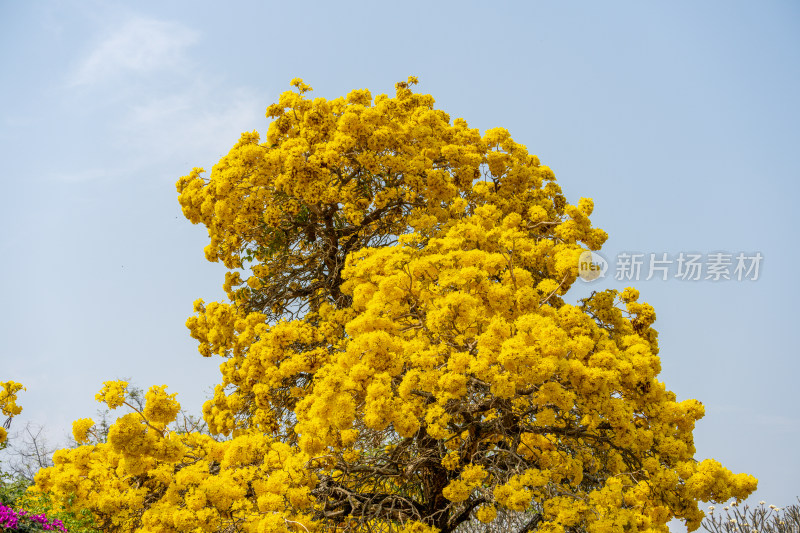 景区里盛开的黄钟木花