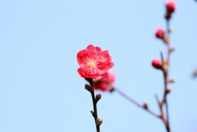 广州白云山盛开的桃花