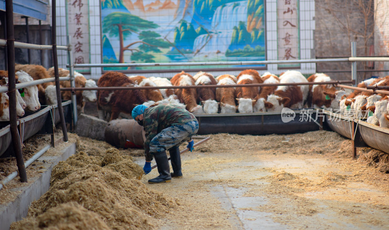 养牛工人正在给小牛喂饲料