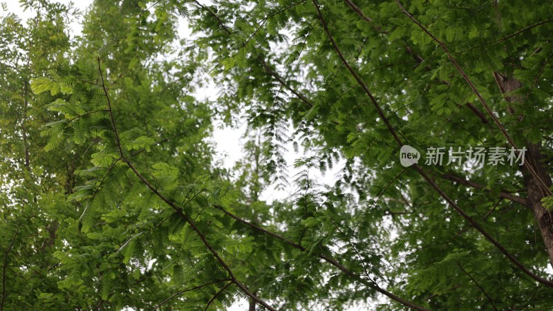 茂密绿树繁茂枝叶