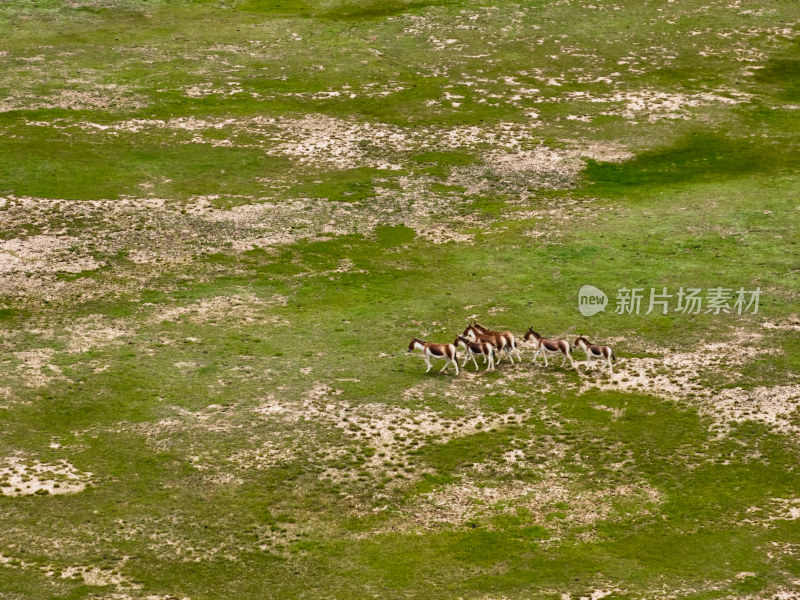 草原上的藏野驴