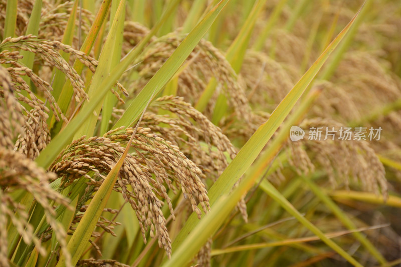 金黄色的水稻田