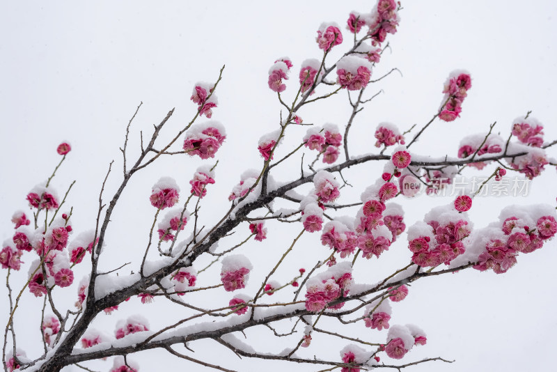 春天公园里雪中盛开的梅花