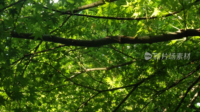 茂密树林枝叶繁茂景象