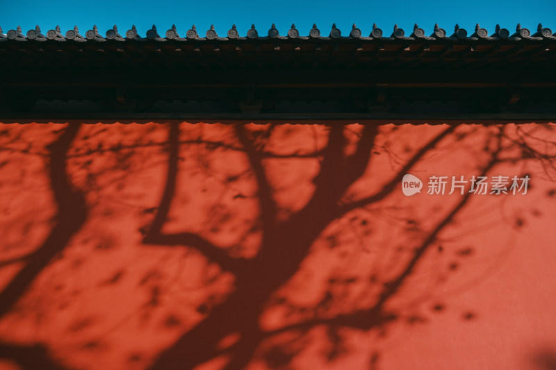 夕阳下的德寿宫的红墙与树影