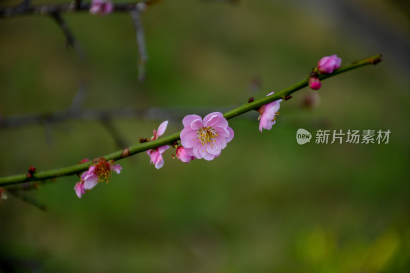 春意盎然的桃花枝