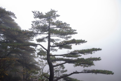 云雾下，安徽黄山的松树风景