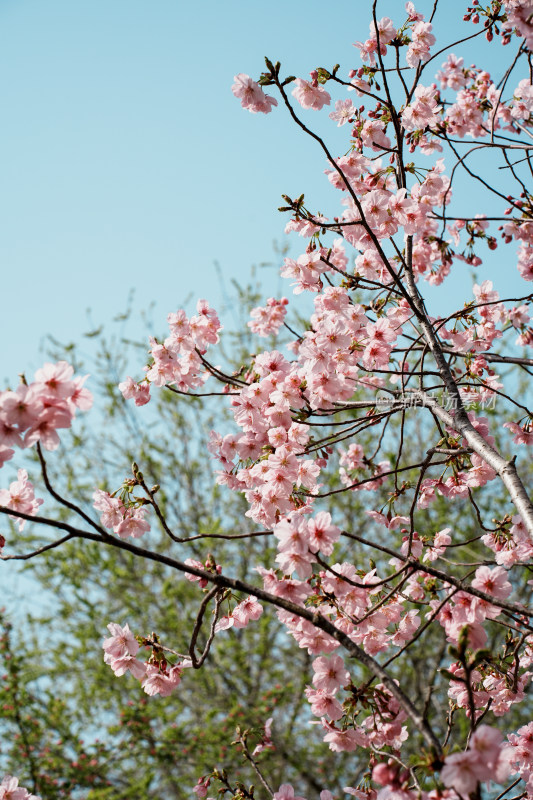 北京玉渊潭公园樱花节樱花