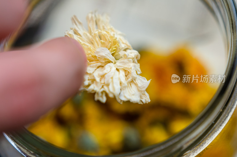 从瓶中拿出一颗白菊花茶特写