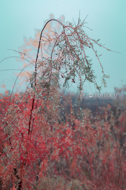 深秋风光/植被/盐碱地