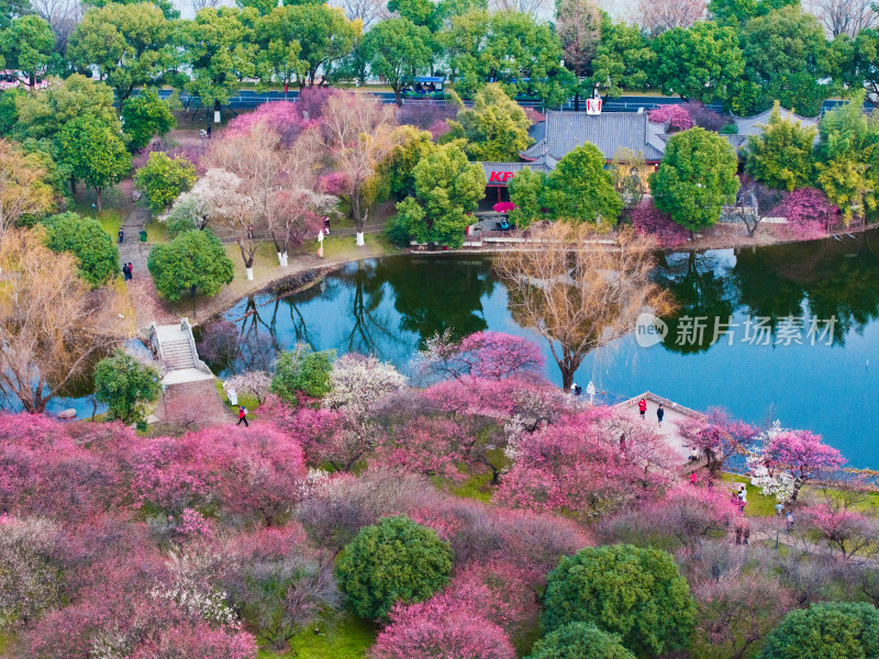 长沙橘子洲梅园梅花