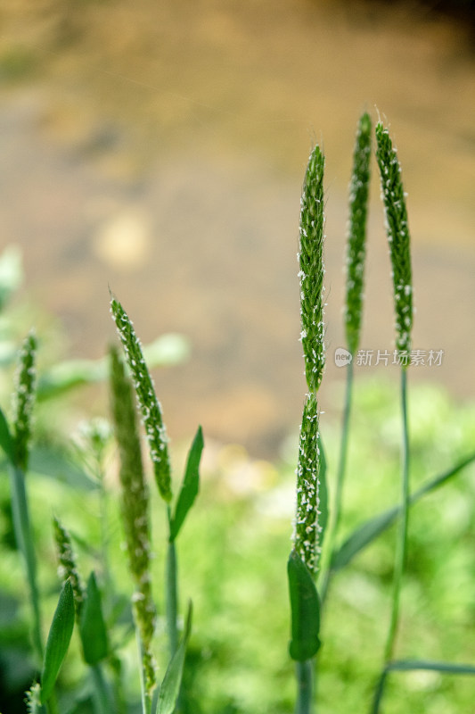 微距拍摄的春季植物特写