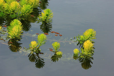 春天净水植物狐尾藻绿色背景