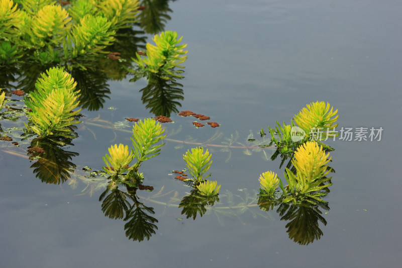 春天净水植物狐尾藻绿色背景