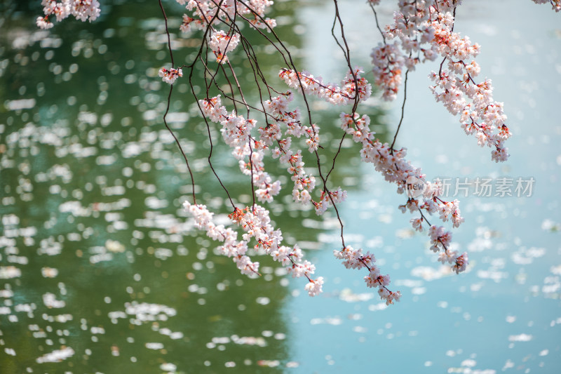 公园水池边的樱花特写