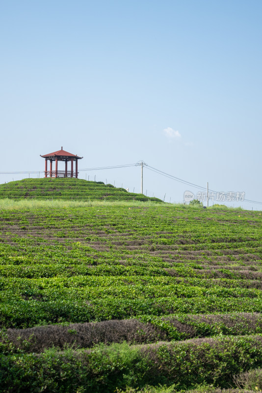 春天茶园采茶