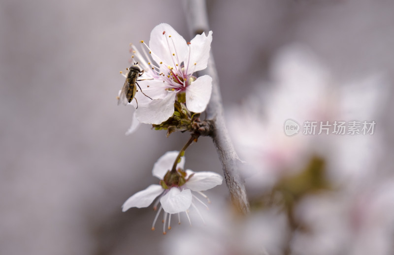 花上蜜蜂——微距特写