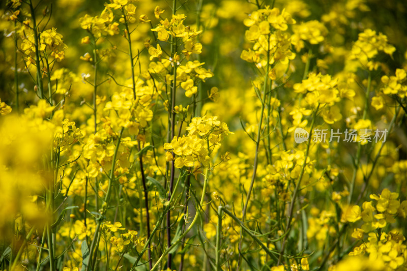 春天野外金灿灿的油菜花田金黄色花海