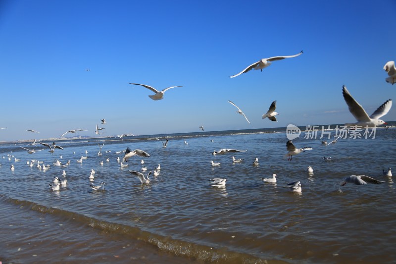 海边飞翔与栖息的海鸥