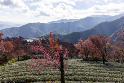 大理无量山樱花谷茶园