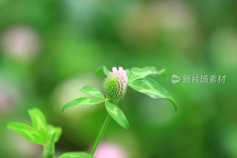 花草植物绿色背景