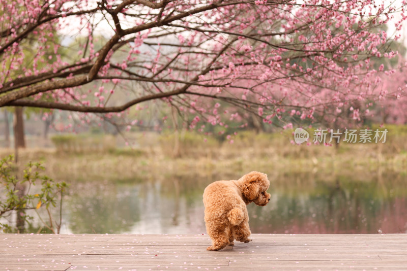 一只梅花树下的泰迪犬