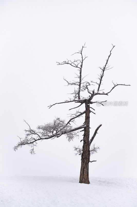 新疆白哈巴村最孤独的树