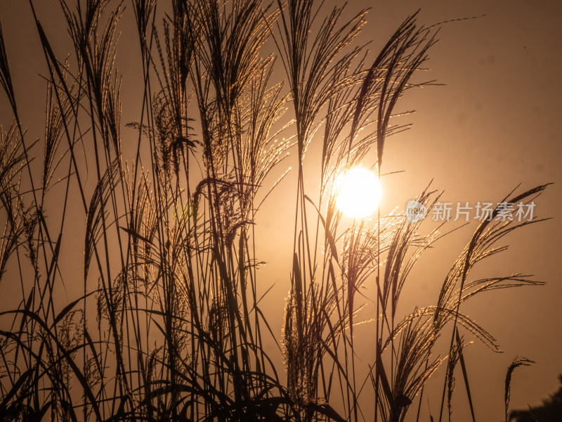 夕阳下的植物剪影特写