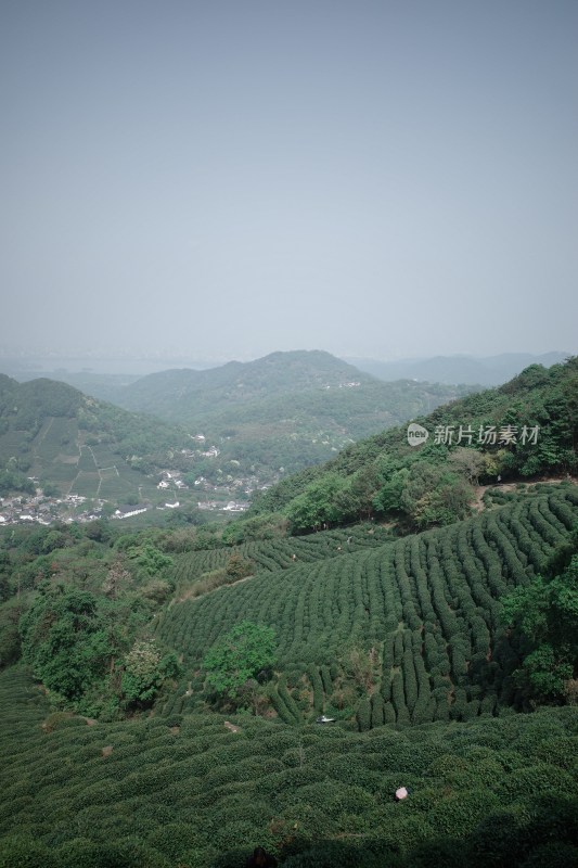 山坡上的大片茶园景观