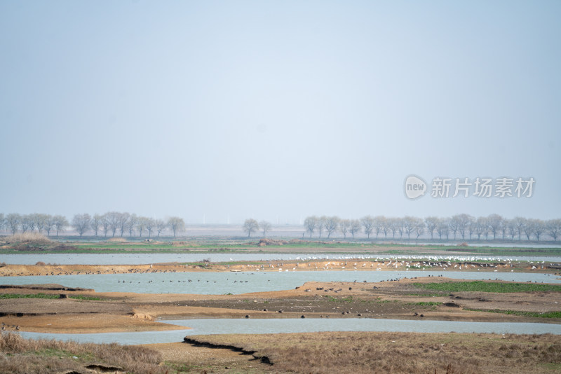 武汉东西湖府河湿地候鸟