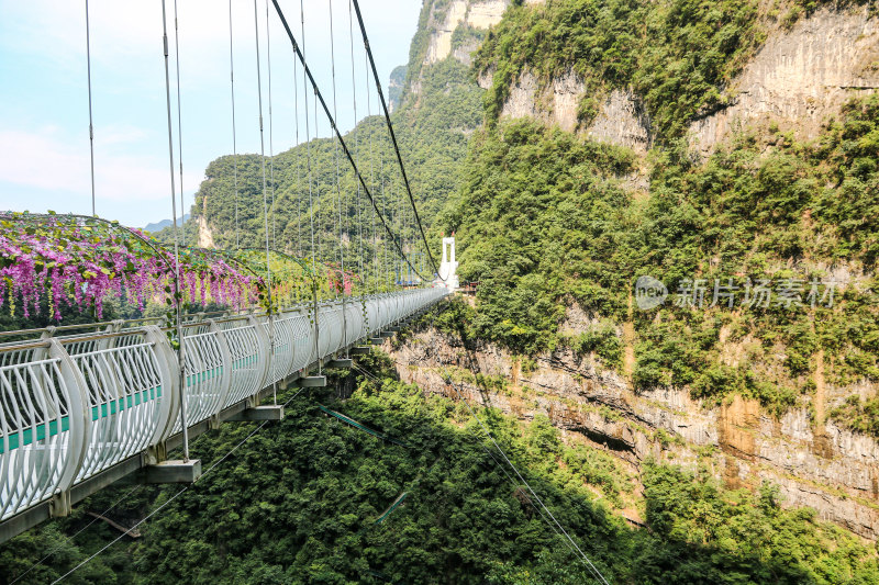 湖北宜昌三峡竹海风景区，自然风光，竹海