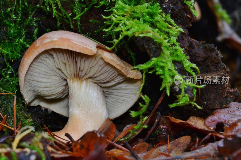 野生菌野生菌蘑菇生长环境菌类山菌