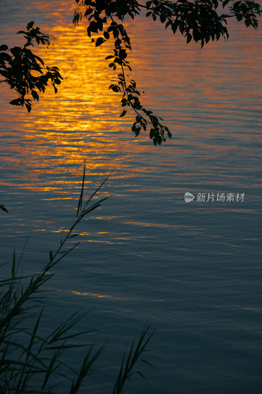 夕阳下的金色水面