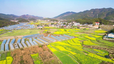 农业种植农田油菜花美丽乡村航拍