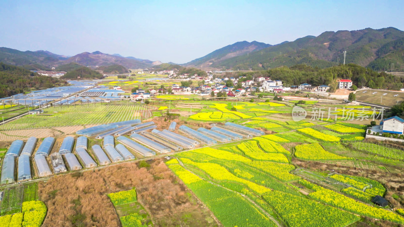 农业种植农田油菜花美丽乡村航拍