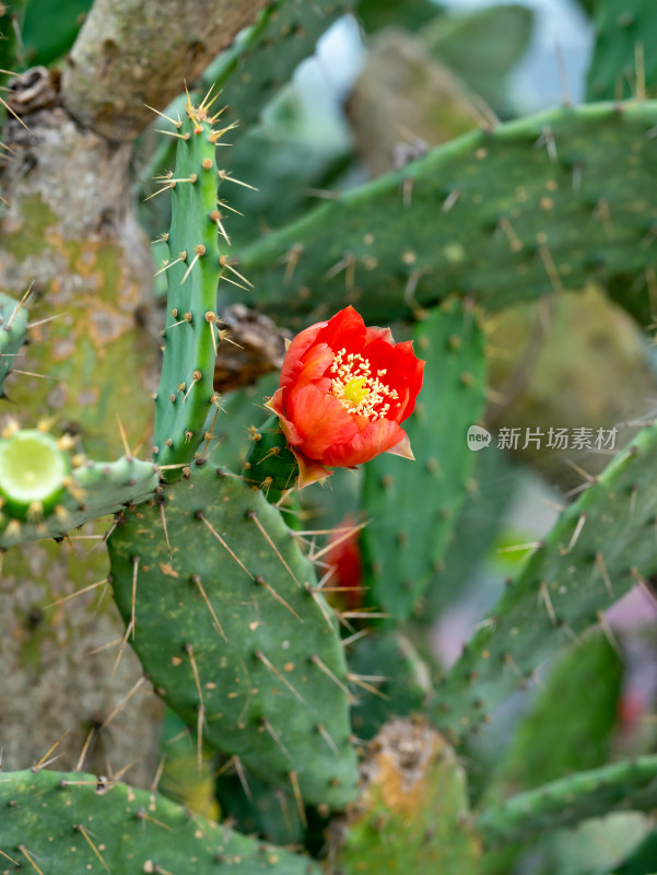 春天的仙人掌开花特写