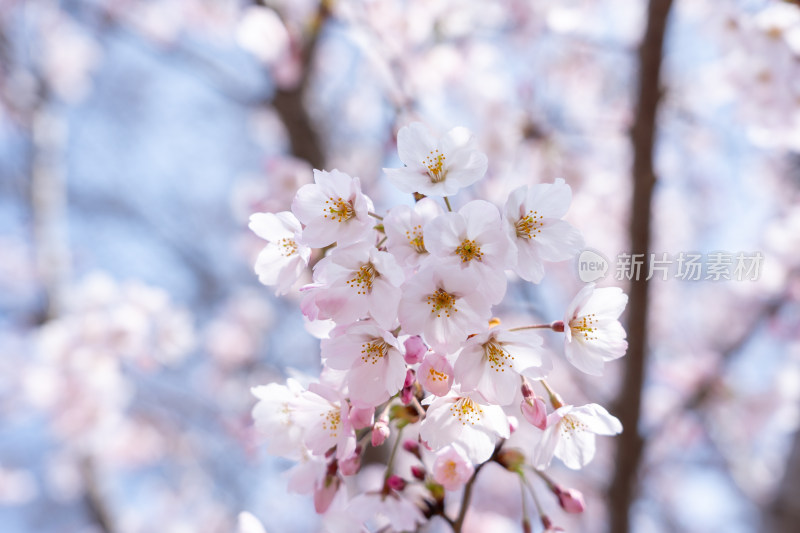 青岛中山公园樱花盛开的粉色樱花