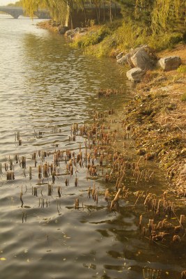 北京马家湾湿地公园