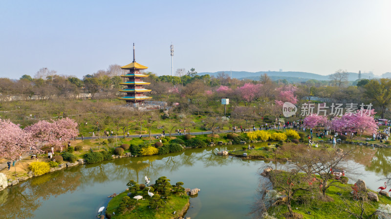 武汉东湖樱花园的早樱景色