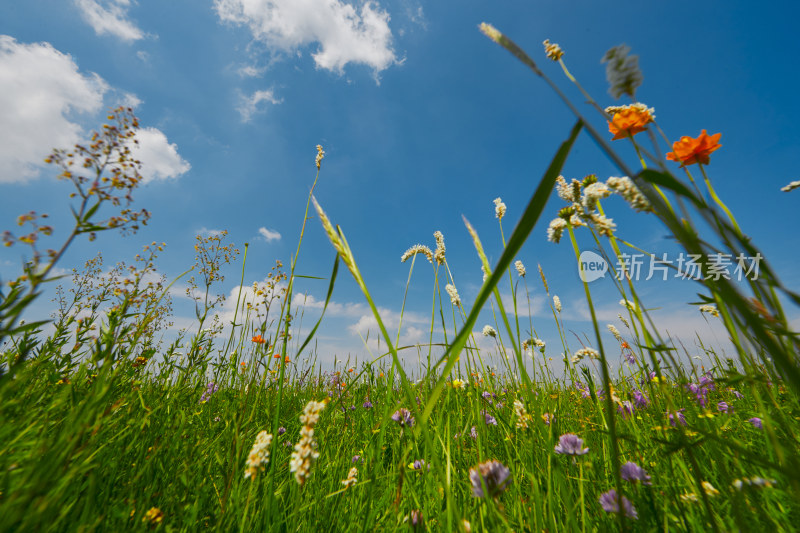 夏天的花草