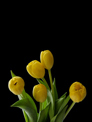 黑色背景上的一束鲜花黄色郁金香