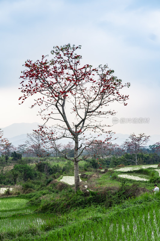 昌江木棉花稻田风景