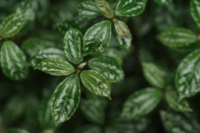 新西兰植物叶子近景