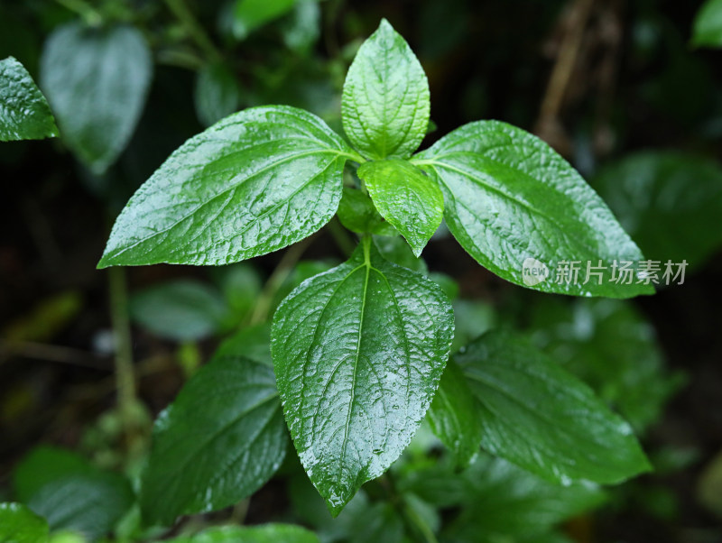 春天绿色的树叶叶子和雨滴水滴露水